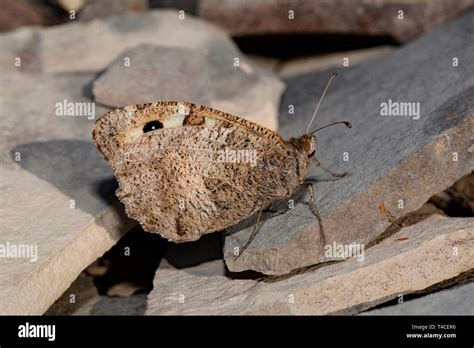 hermit moth|HermitMoth .